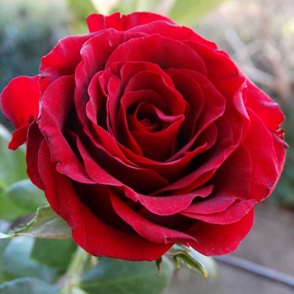 Valencia red rose