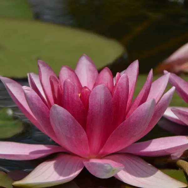 Water lilies