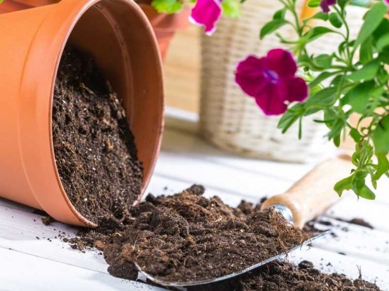 Does Potting Soil Go Bad? The Answer May Surprise You