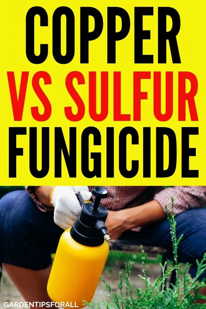 Sulfur vs copper fungicide