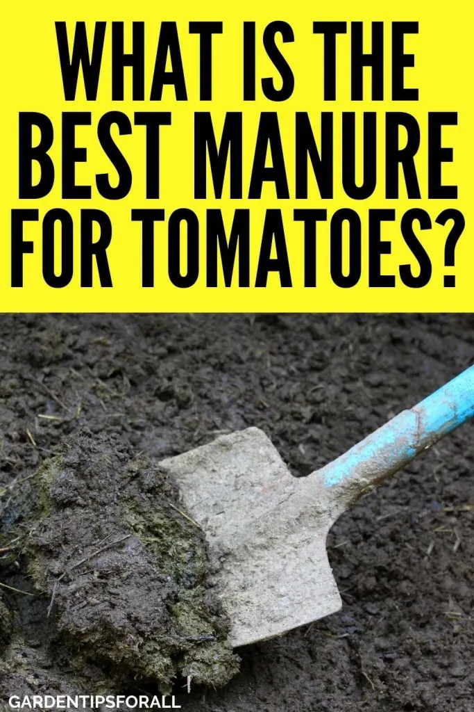 What manure is best for tomatoes