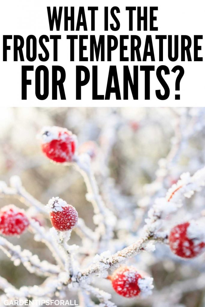 At what temperature do plants start freezing