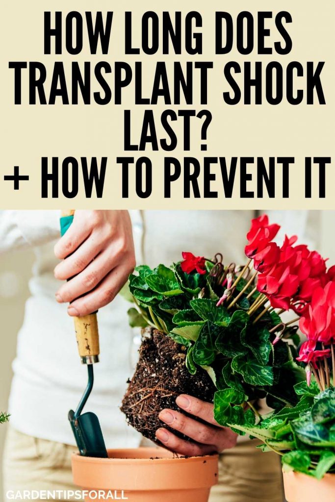 How long does transplant shock last in plants