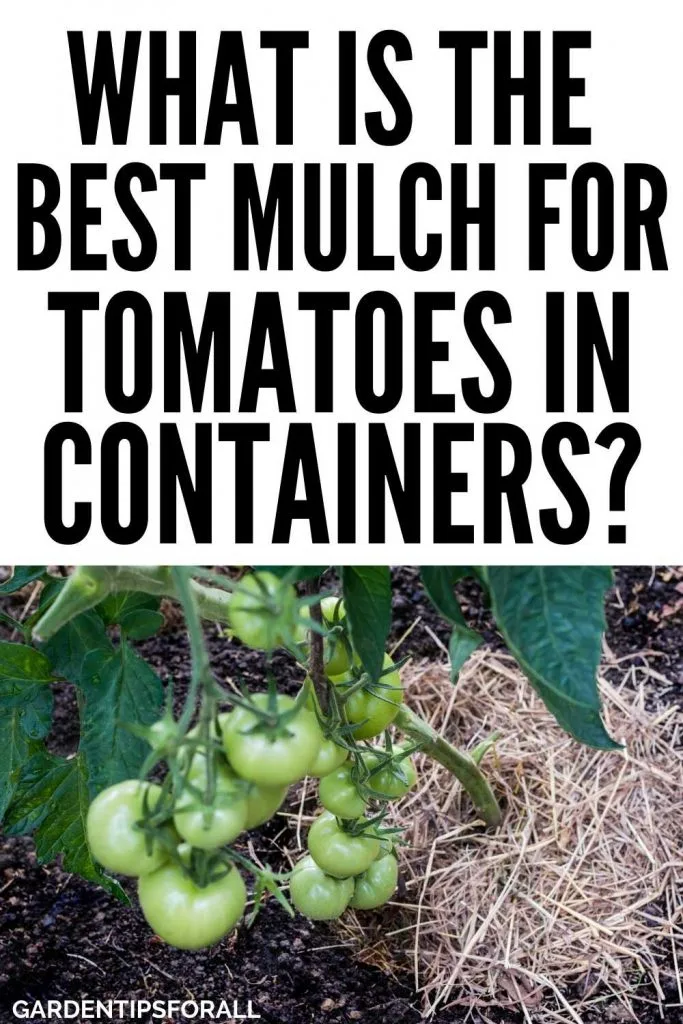 What is the best mulch for container tomatoes