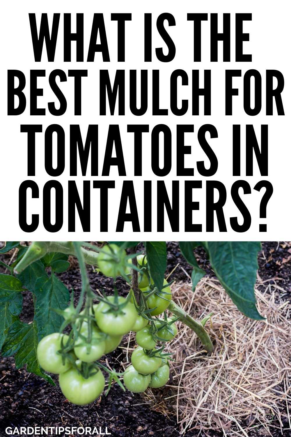 What is the Best Mulch for Tomatoes in Containers?