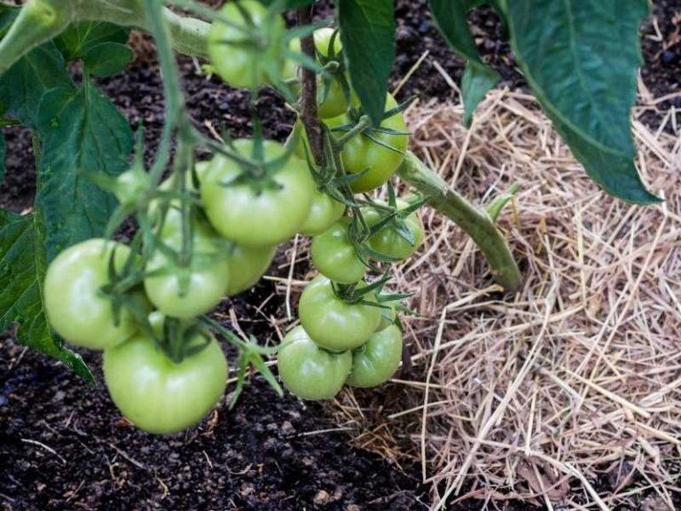What is the Best Mulch for Tomatoes in Containers?