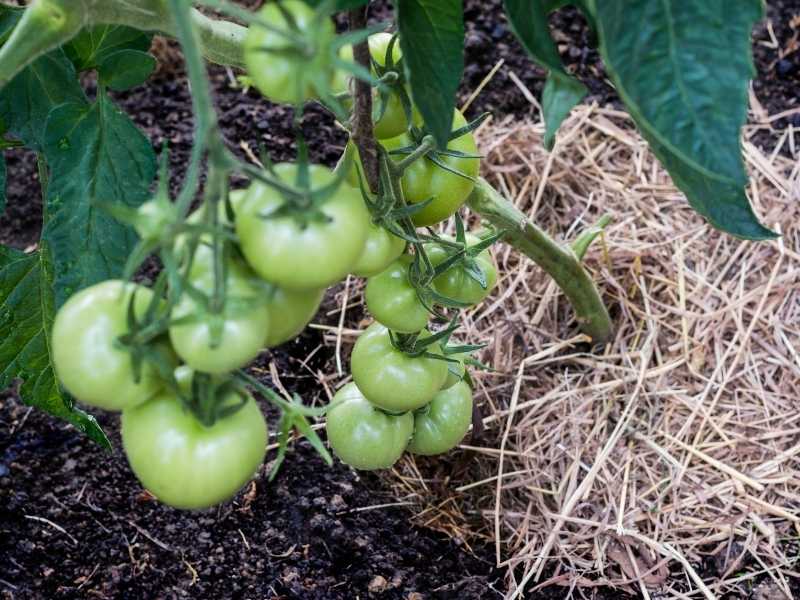 What is the best mulch for tomatoes in containers