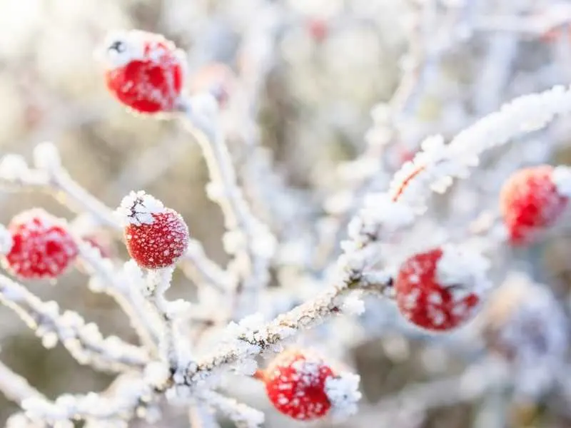 What is the frost temperature for plants