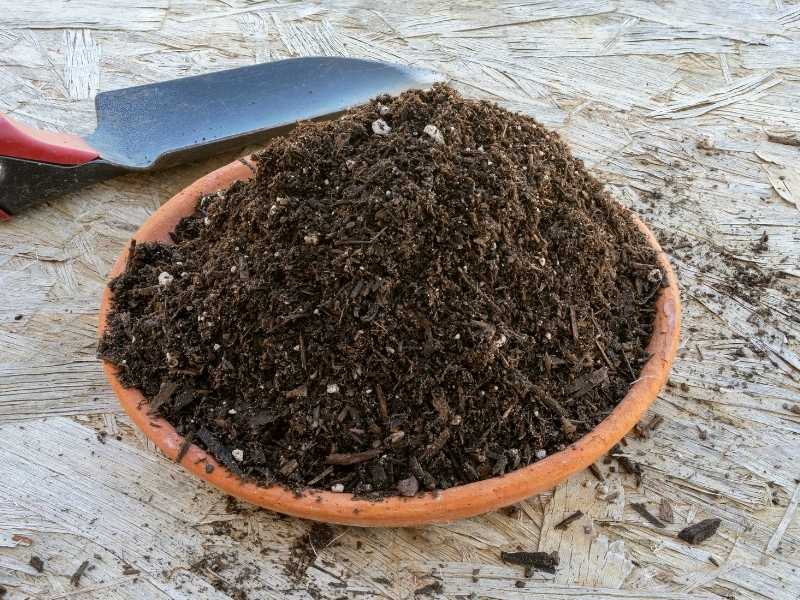 Can you use potting soil to start seeds