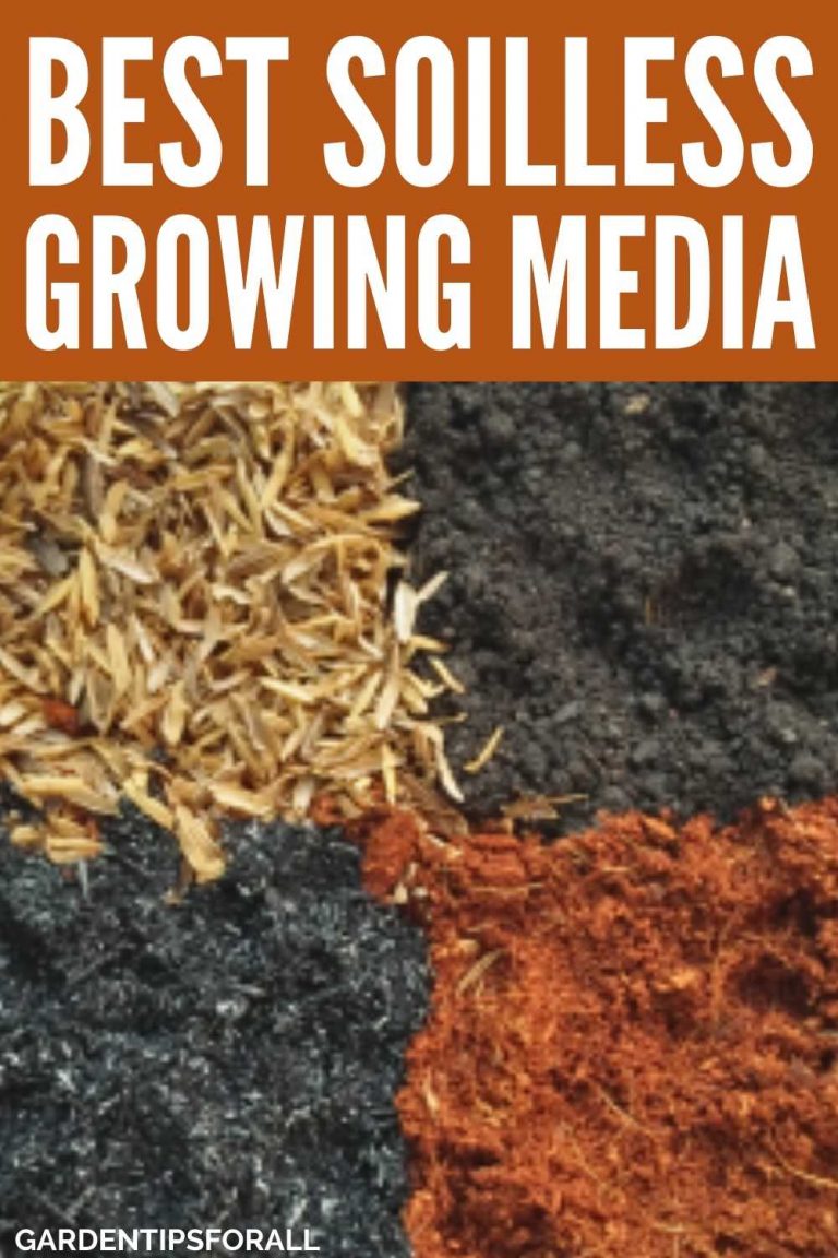 6 Best Soilless Growing Media for Plants