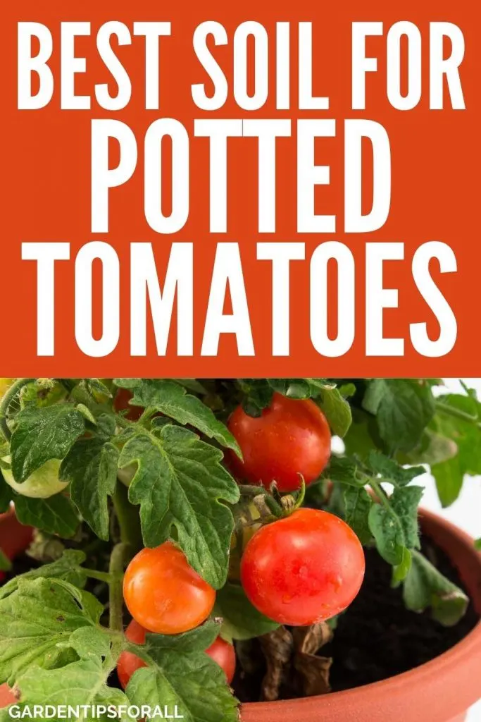 Best soil for growing tomatoes in pots