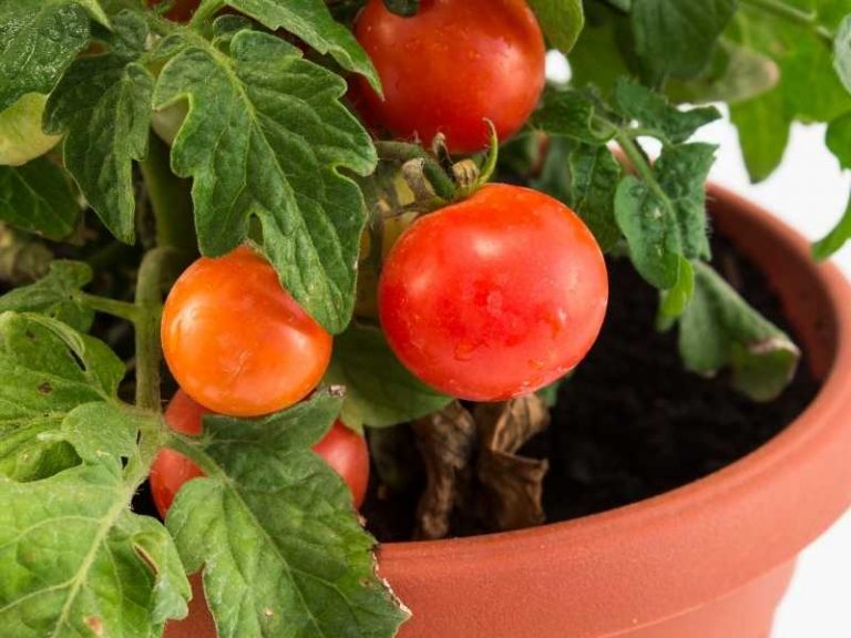 Best Soil for Tomatoes in Pots