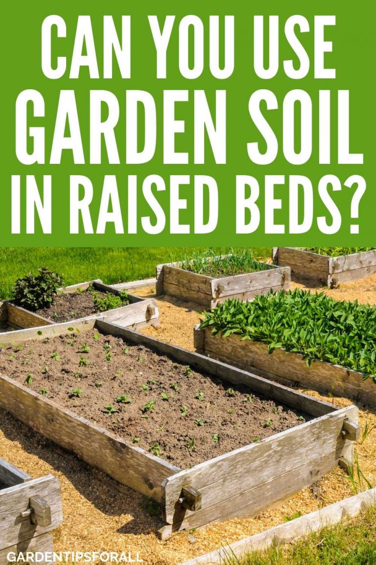 Can You Use Garden Soil in Raised Beds?