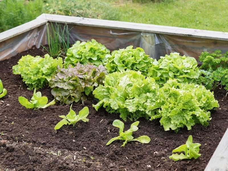 Can you use garden soil in raised beds