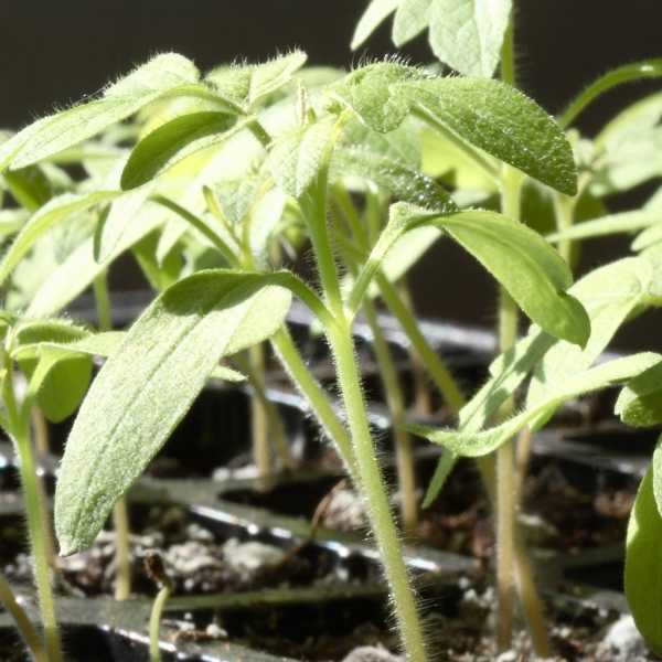 Growing tomato seedlings