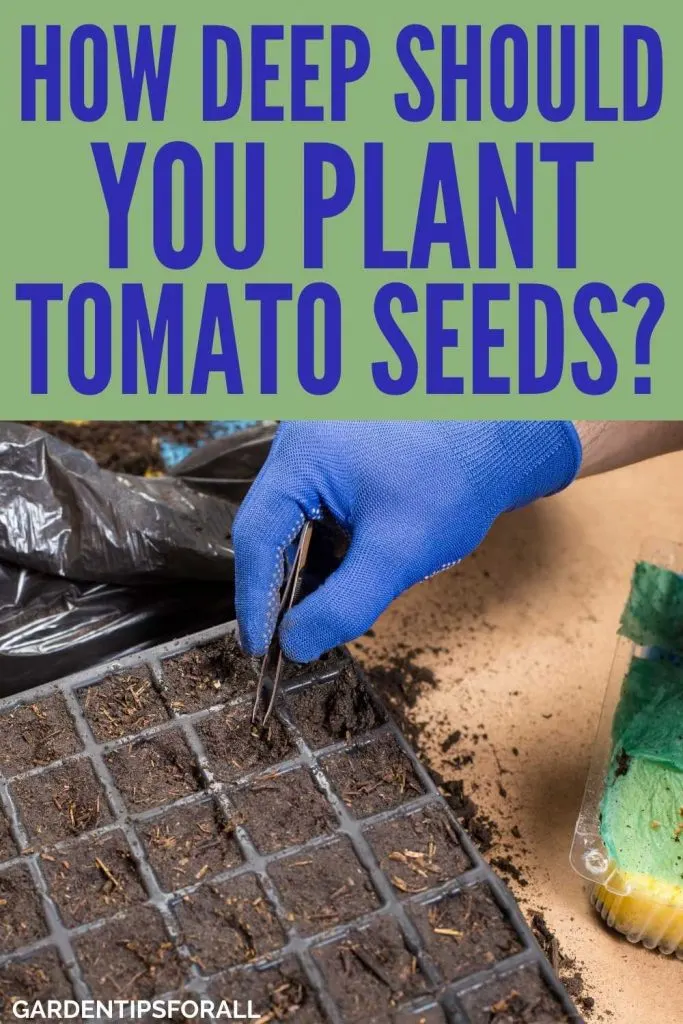 How deep should you plant tomato seeds