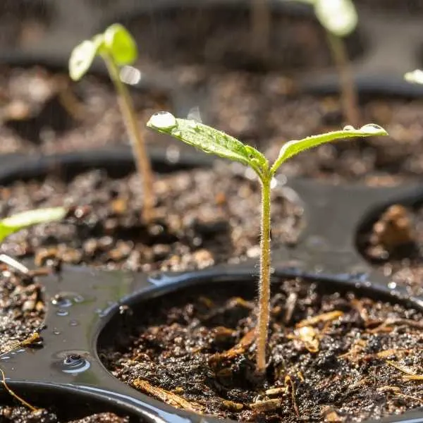 Tomato seedlings in a seed starter tray