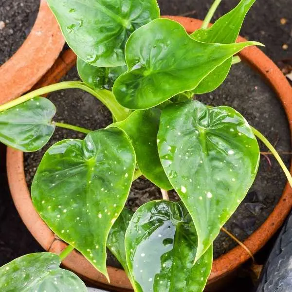 Alocasia Cucullata - Hooded Dwarf