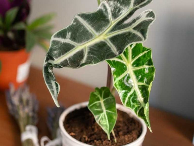 Why are My Alocasia Leaves Curling?