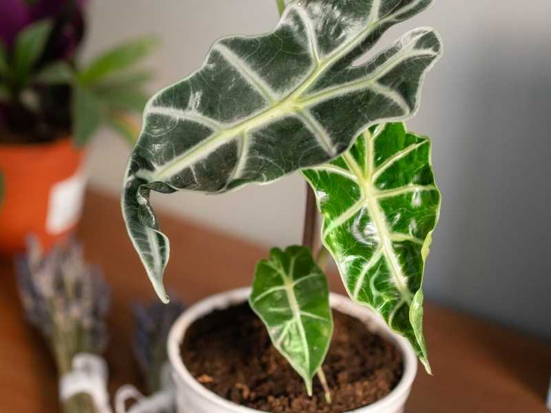 Alocasia leaves curling