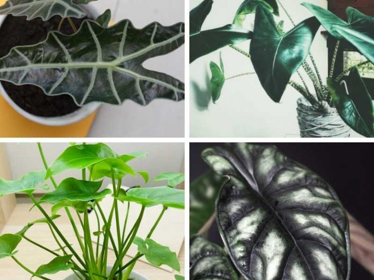 15 Alocasia Varieties with Names and Pictures