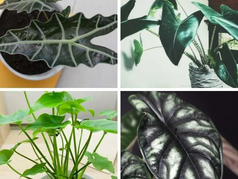 Alocasia varieties