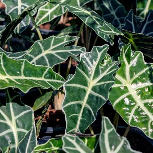 Alocasia is one of the most popular elephant ear plant varieties