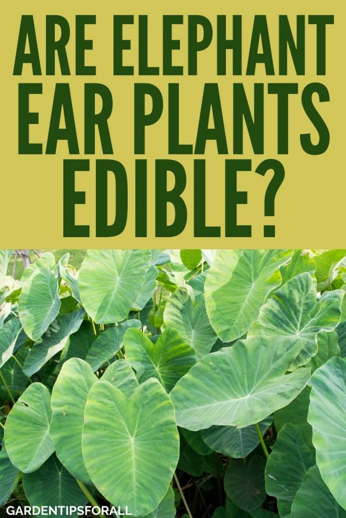 Elephant ears with text that says, "Are elephant ear plants edible?"