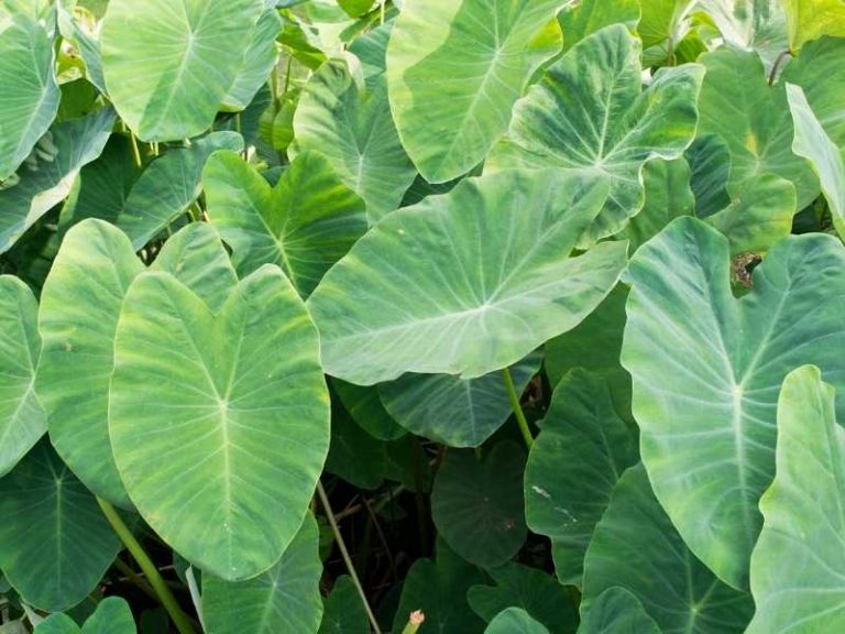 Are Elephant Ears Edible? All You Need to Know