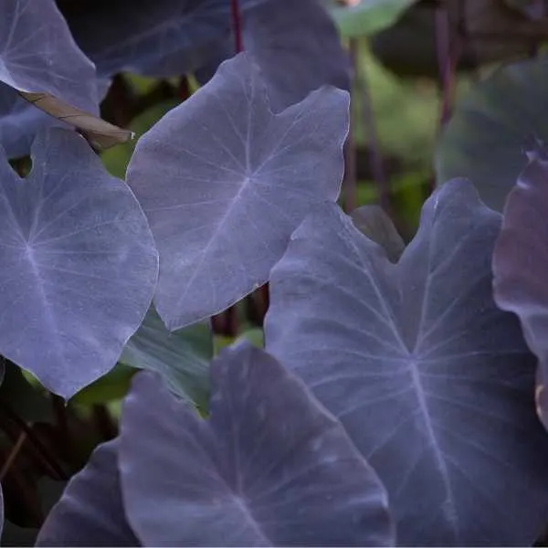 Colocasia