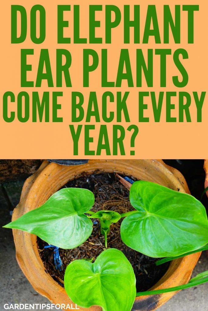 Do elephant ear plants come back every year