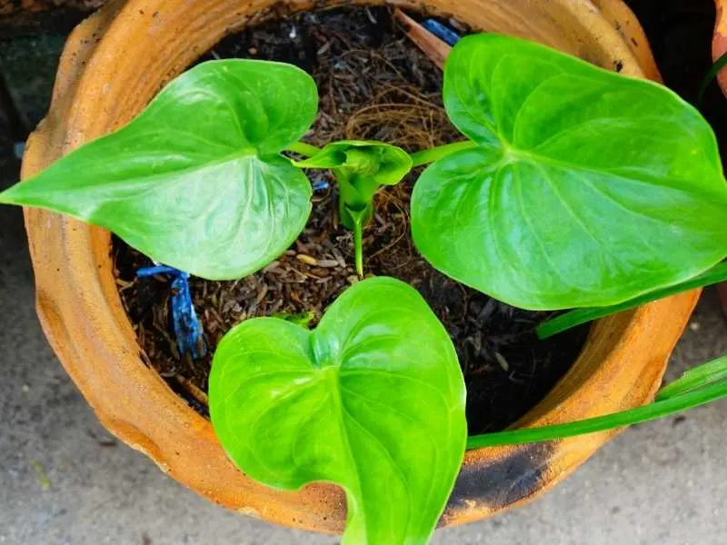 Do elephant ears come back every year