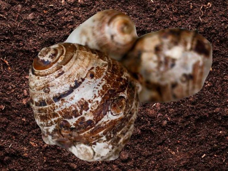 Elephant Ear Bulbs Not Sprouting (Growing) Why & What to Do About It