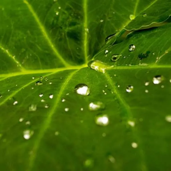 Elephant ear leave dripping water