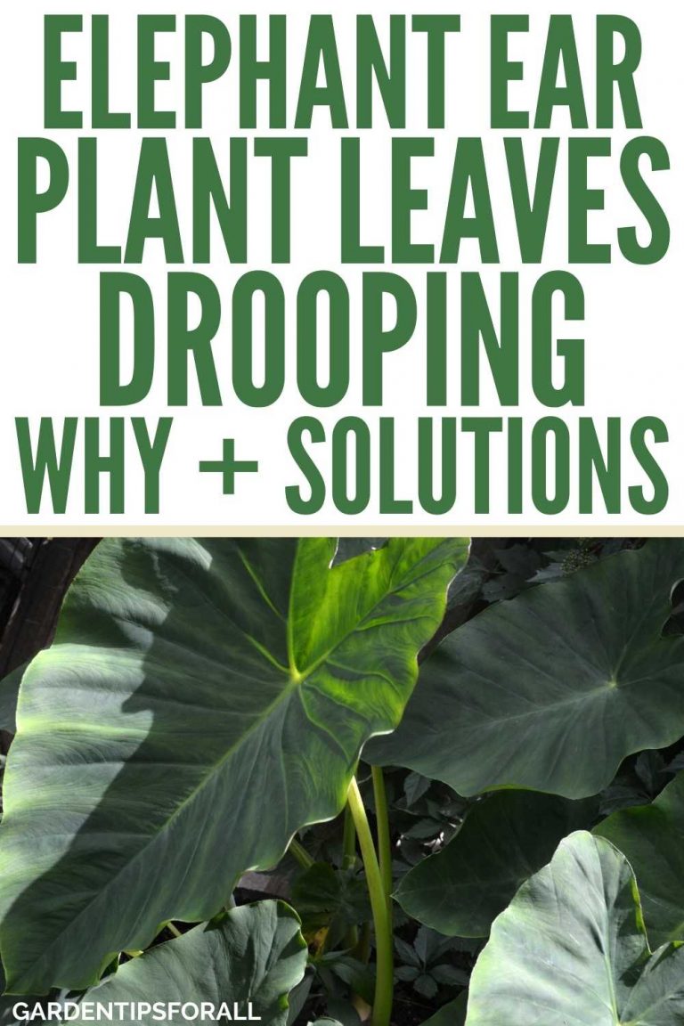 Why is My Elephant Ear Plant Drooping? 8 Reasons + How to Fix It