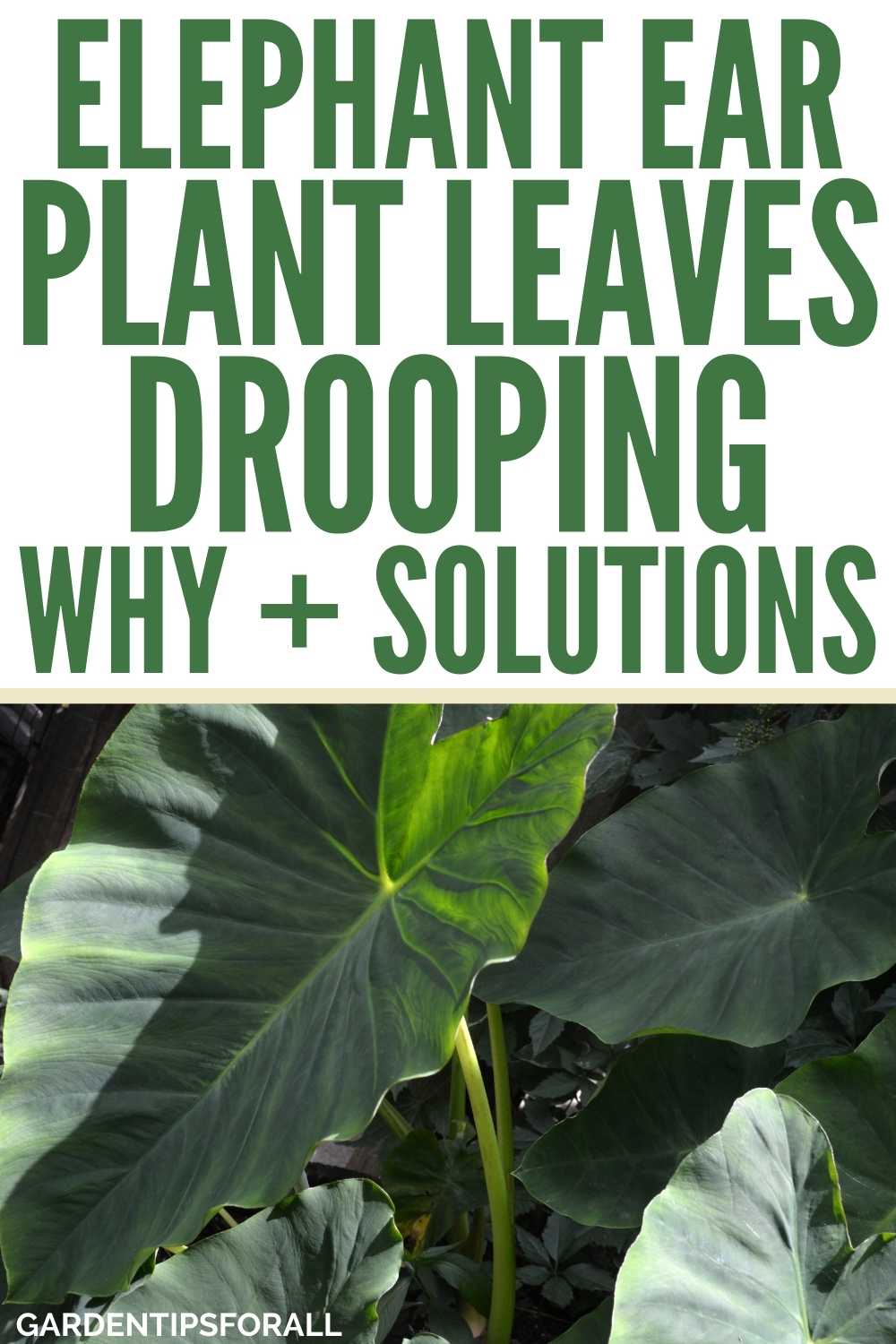 Why is My Elephant Ear Plant Drooping? 8 Reasons + How to Fix It