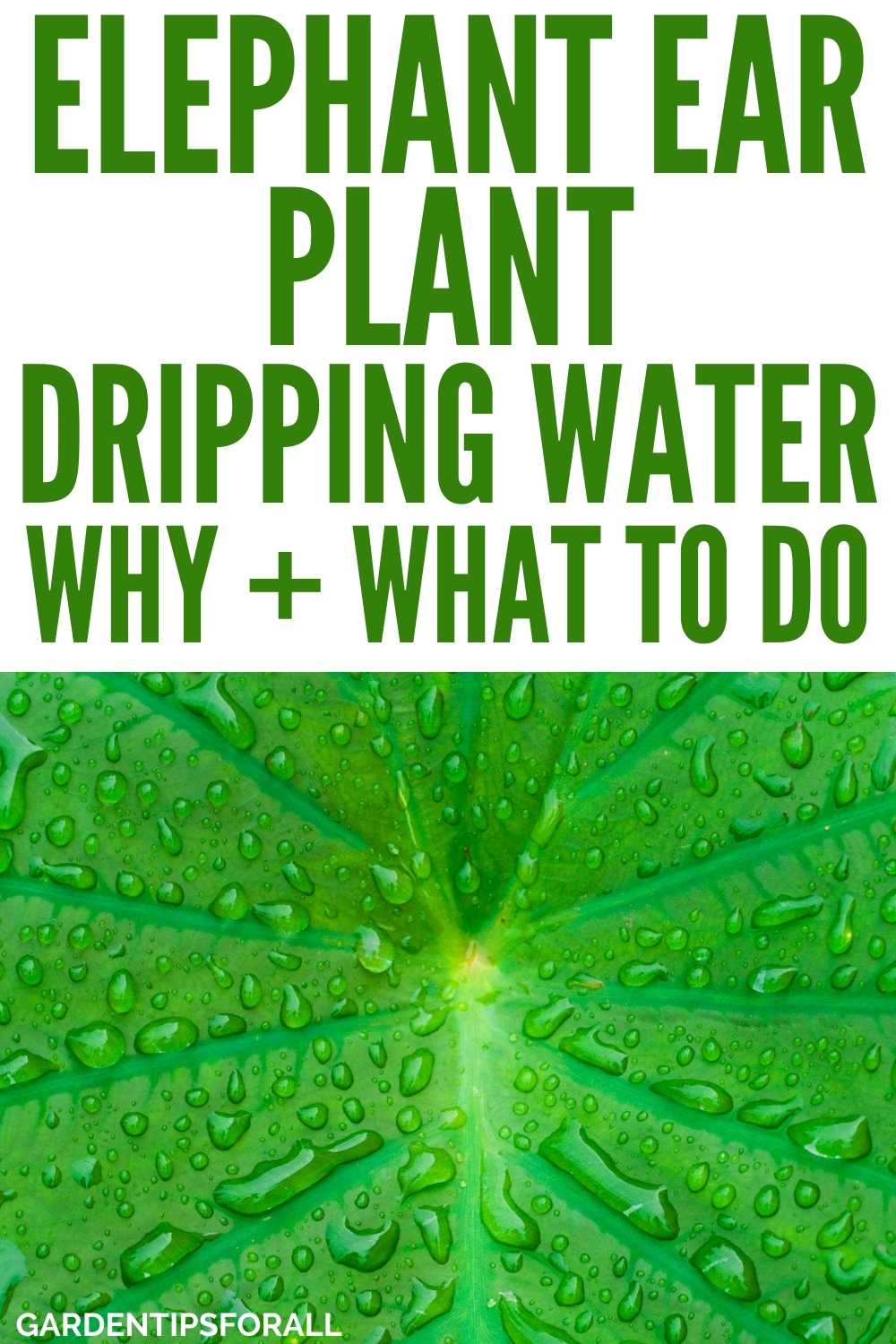 Why Do Elephant Ear Plants Cry (Dripping Water)? Reason + What to Do