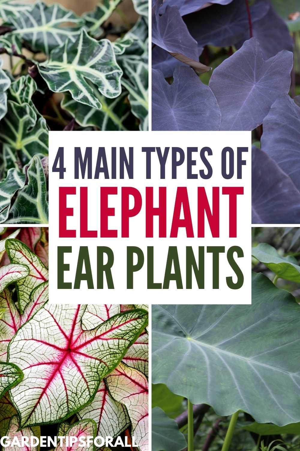 4 Main Types of Elephant Ear Plants (Most Popular Varieties)