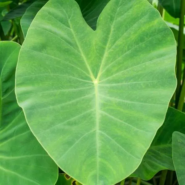 Elephant ear plant