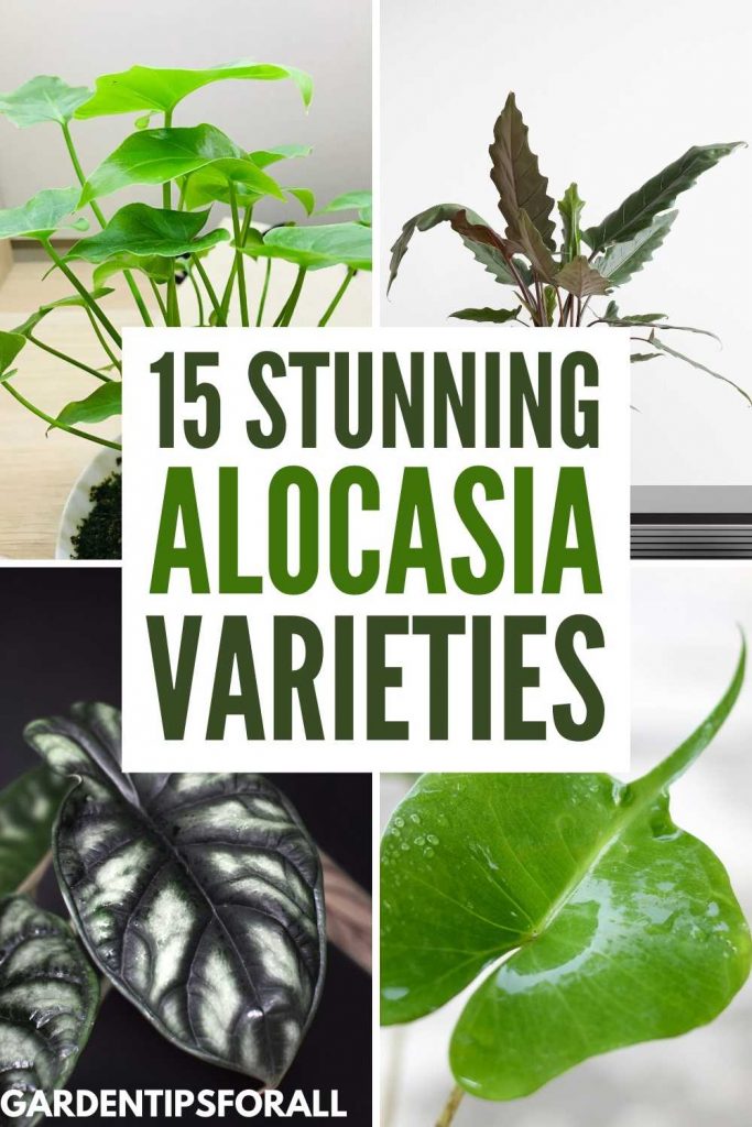Varieties of alocasia plant