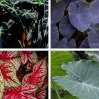 cropped-Types-of-elephant-ear-plants.jpg