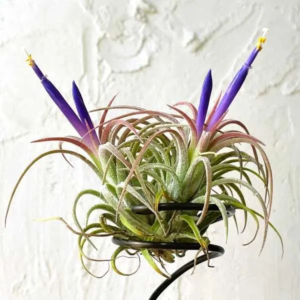 Air Plants (Tillandsias)