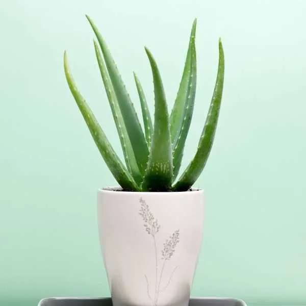 Aloe Vera