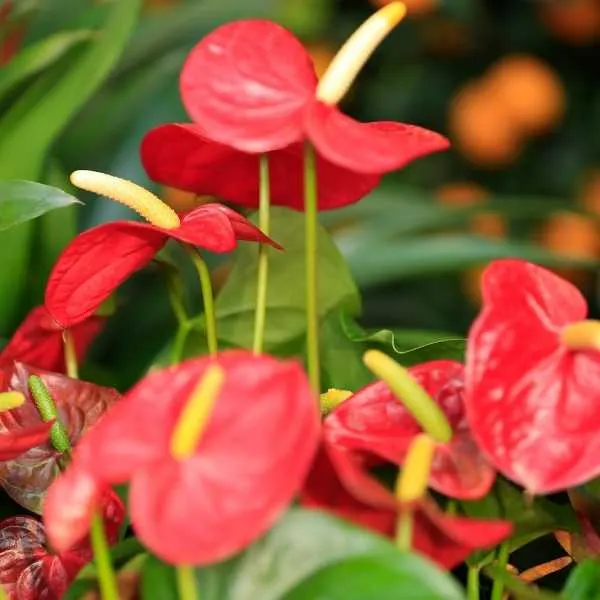 Anthurium