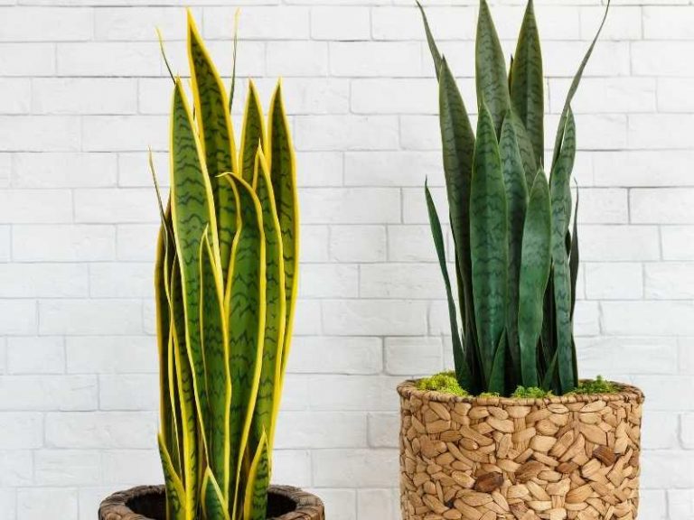 How Big Can Snake Plants Get?
