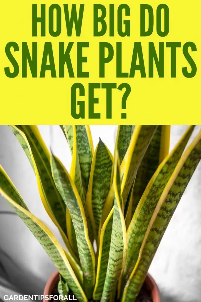 A snake plant with text that says, "How big do snake plants get?"
