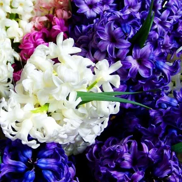 Hyacinths