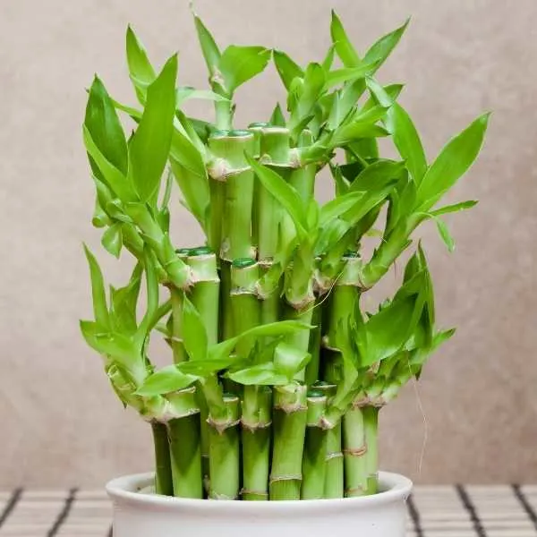 Lucky Bamboo