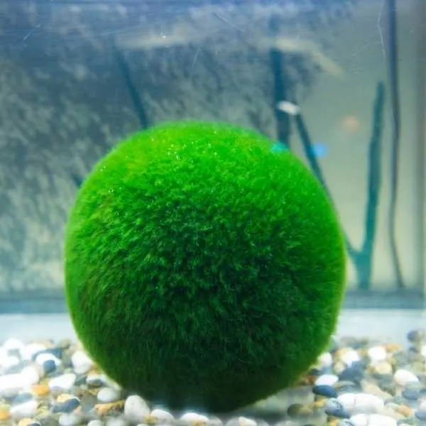 Marimo Moss Balls