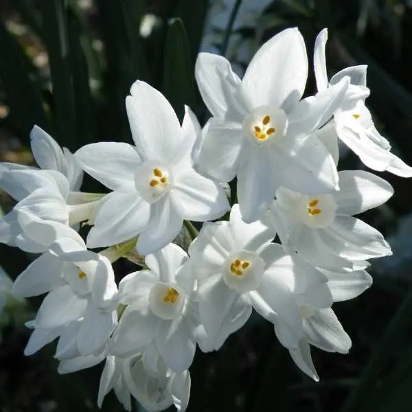 Paperwhite Narcissus